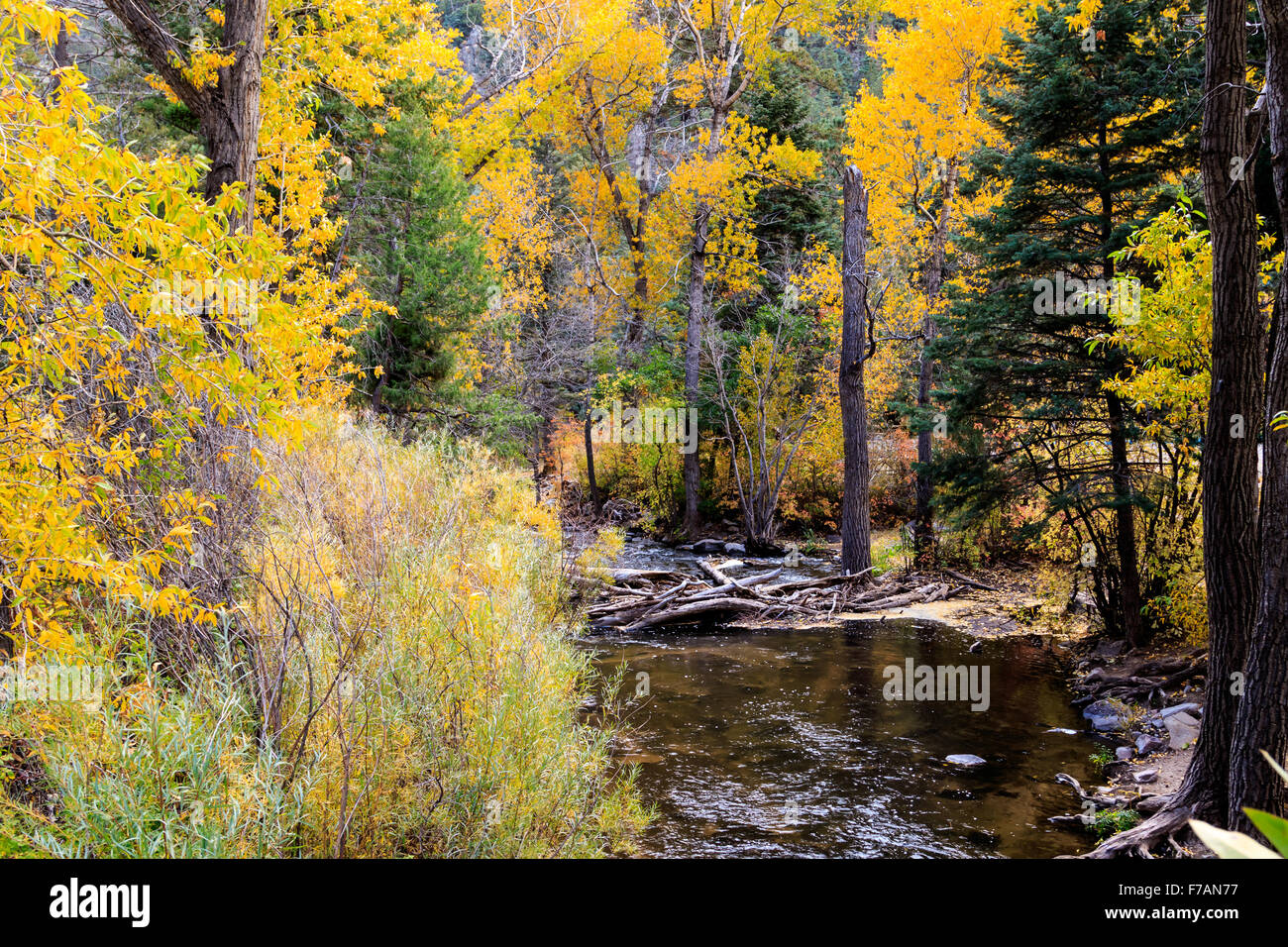 The Cimarron River flows through New Mexico's Cimarron Canyon State Park near its headwaters