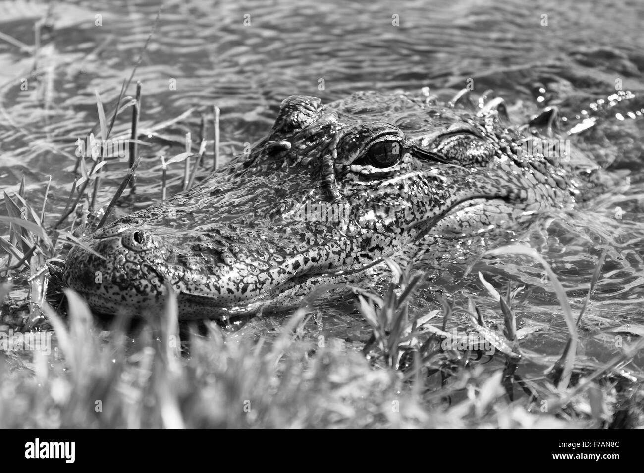 Headshot of an Alligator coming into shore. Stock Photo