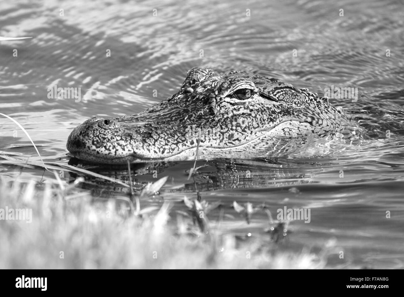 Headshot of an Alligator coming into shore. Stock Photo