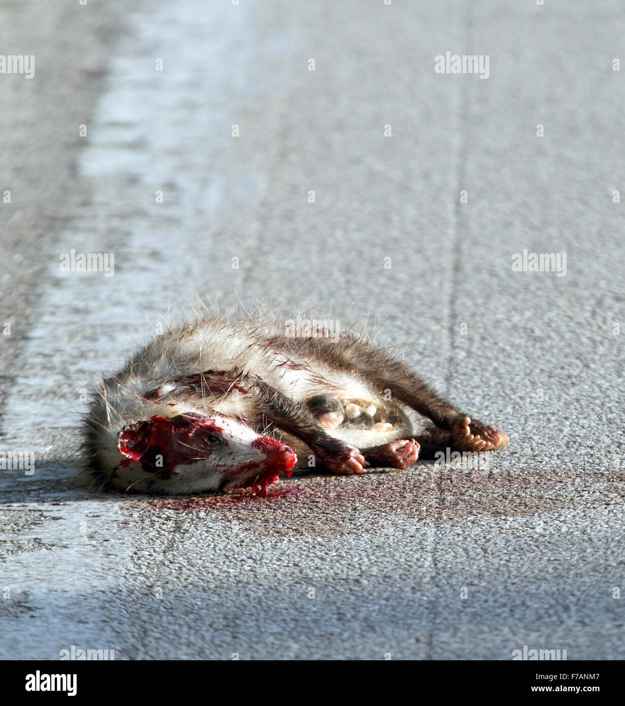 Dead possum road kill in Florida, US Stock Photo
