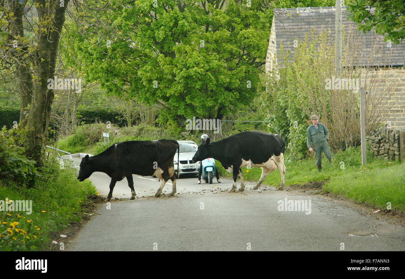 Traffic stops to allow dairy cattle to cross an English country lane in the Peak District National Park, northern England summer Stock Photo