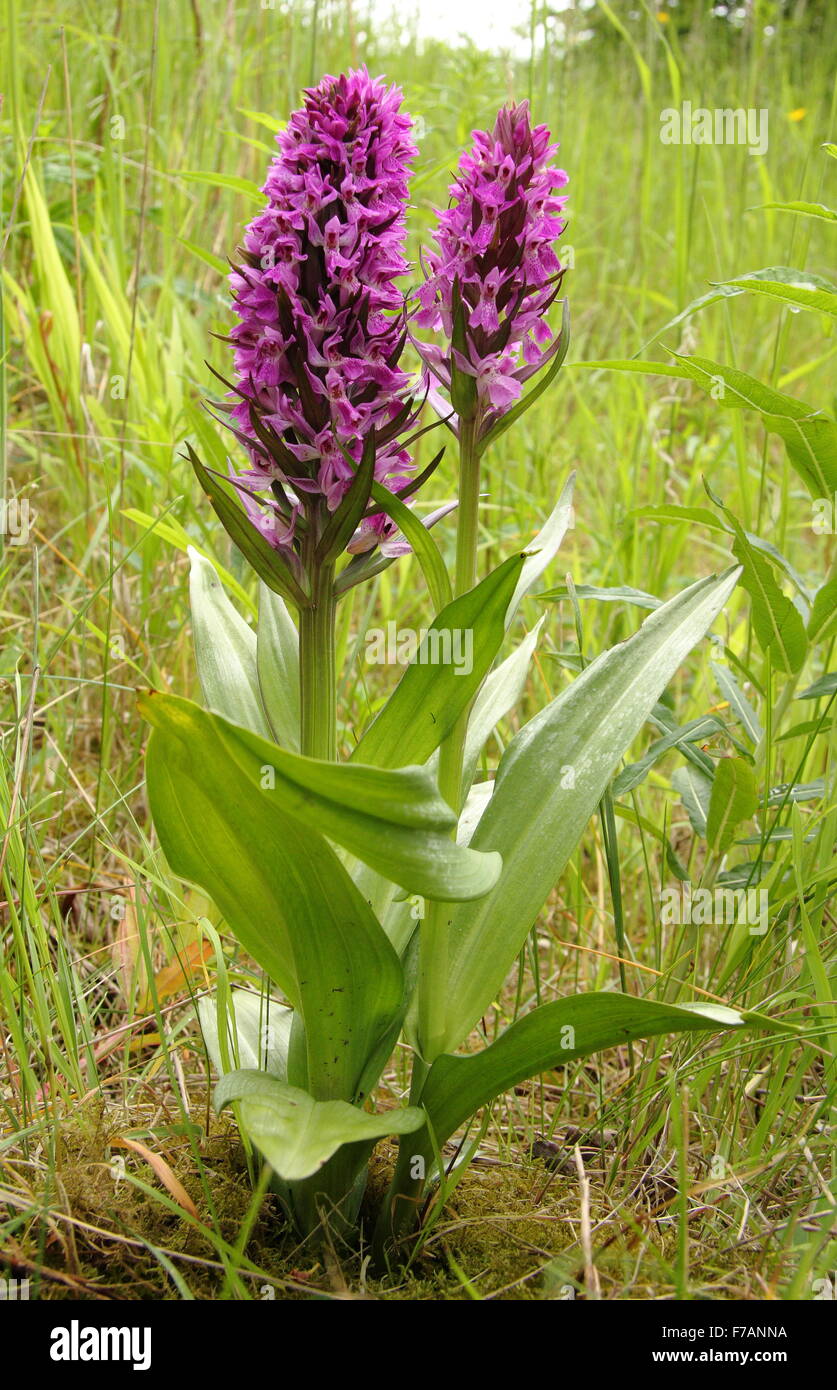 Deep pink flower spikes of the 'Northern marsh orchid' in a limestone habitat in Derbyshire, Northern England UK Stock Photo