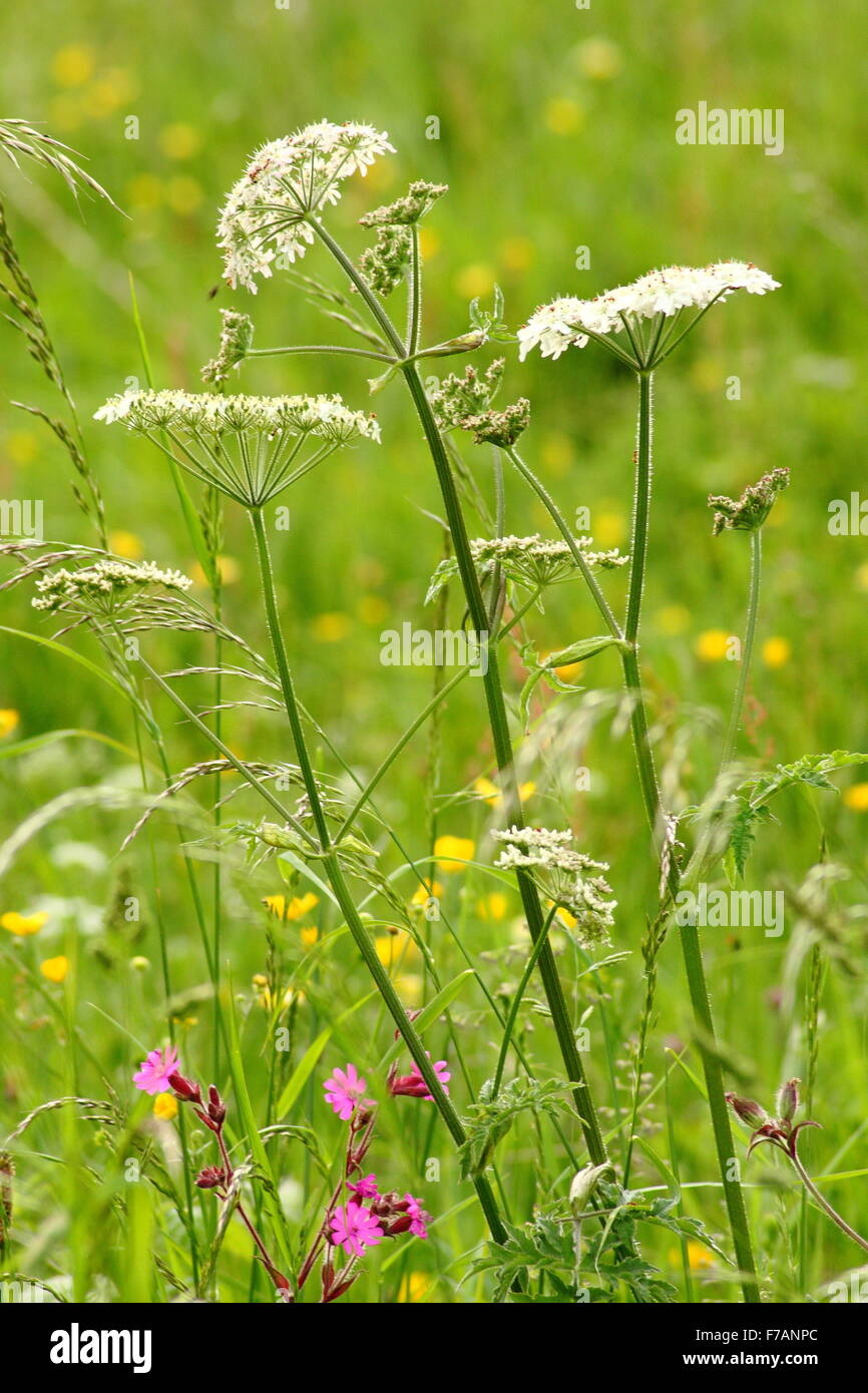 English summer meadow hi-res stock photography and images - Alamy