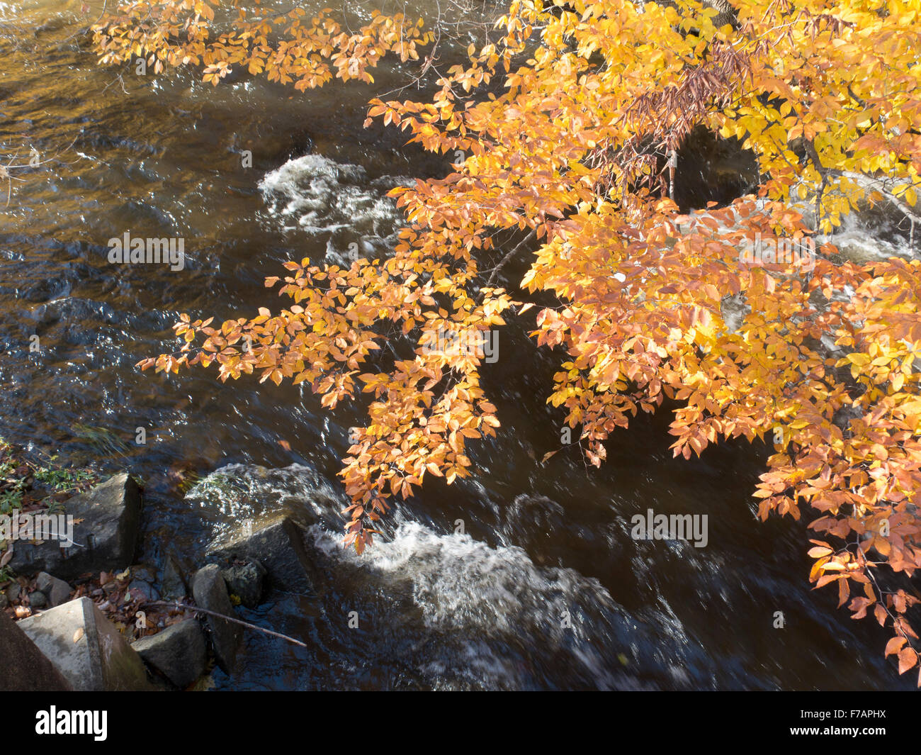 Autumn leaves and rushing water in the South branch of the Hoosic River in Massachusetts. Stock Photo