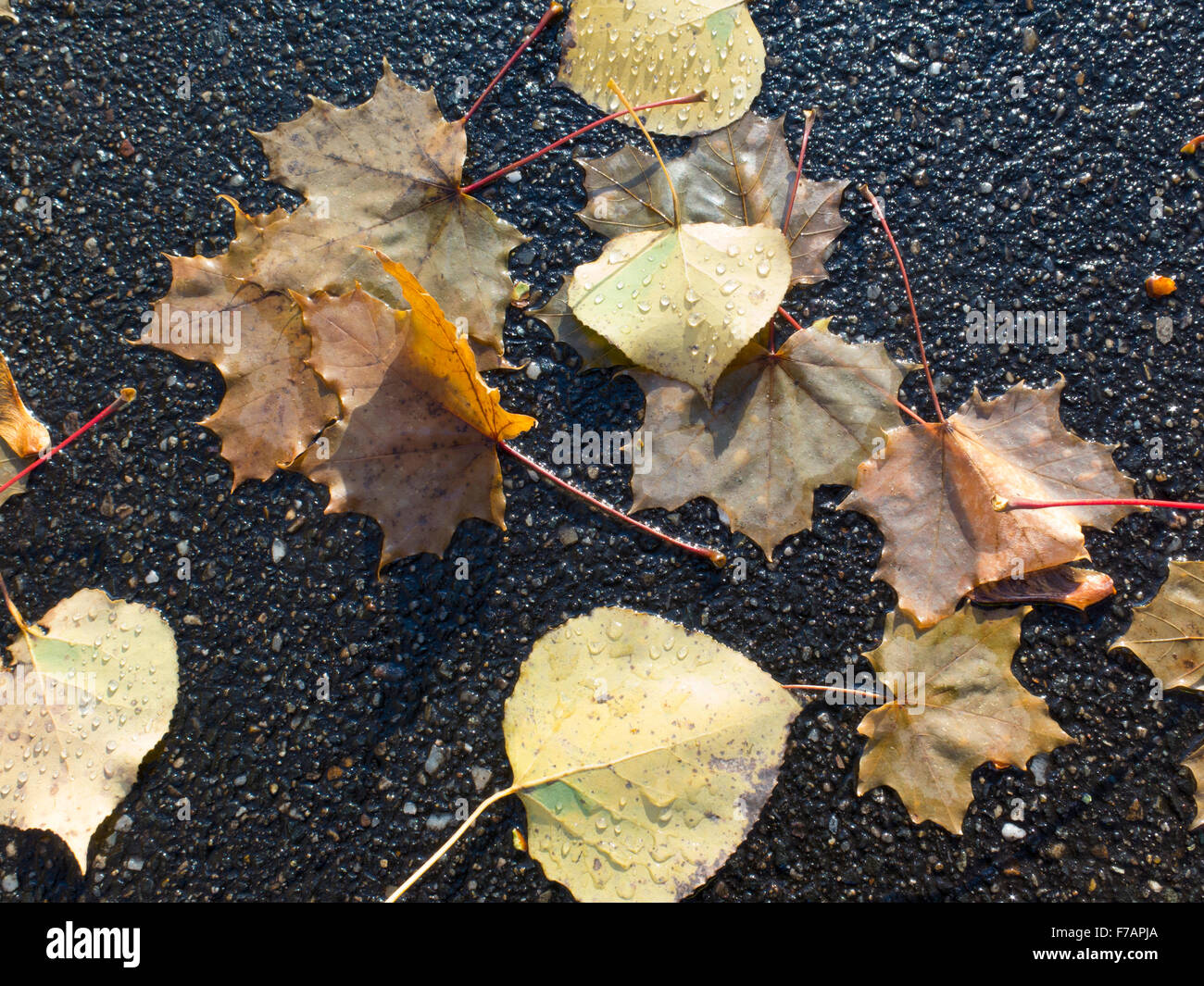 Autumn leaves are scattered across a wet asphalt pike path. Stock Photo