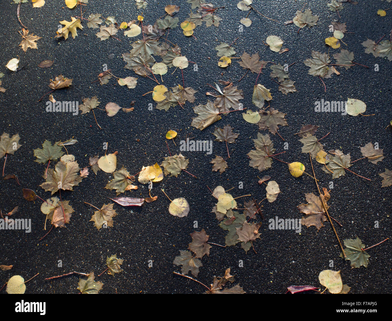 Autumn leaves are scattered across a wet asphalt pike path. Stock Photo