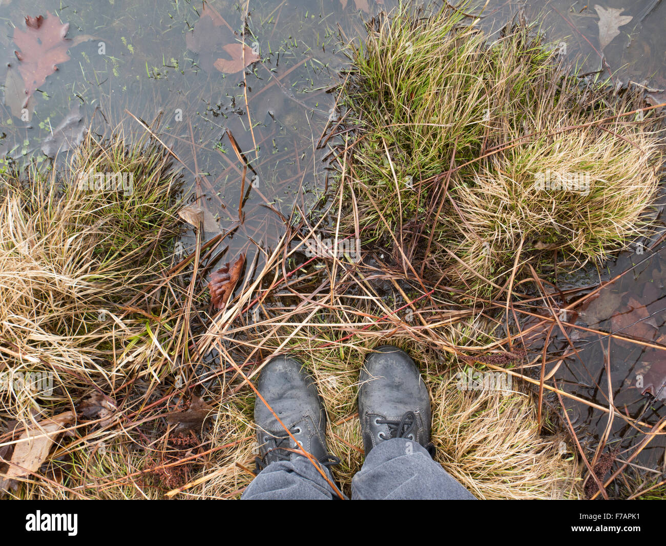 Someone looks down at water and plants in a shallow pond in Williamstown, Massachusetts. Stock Photo