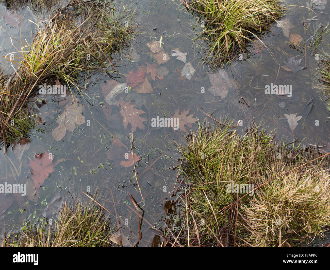 Water and plants in a shallow pond in Williamstown, Massachusetts Stock Photo Alamy