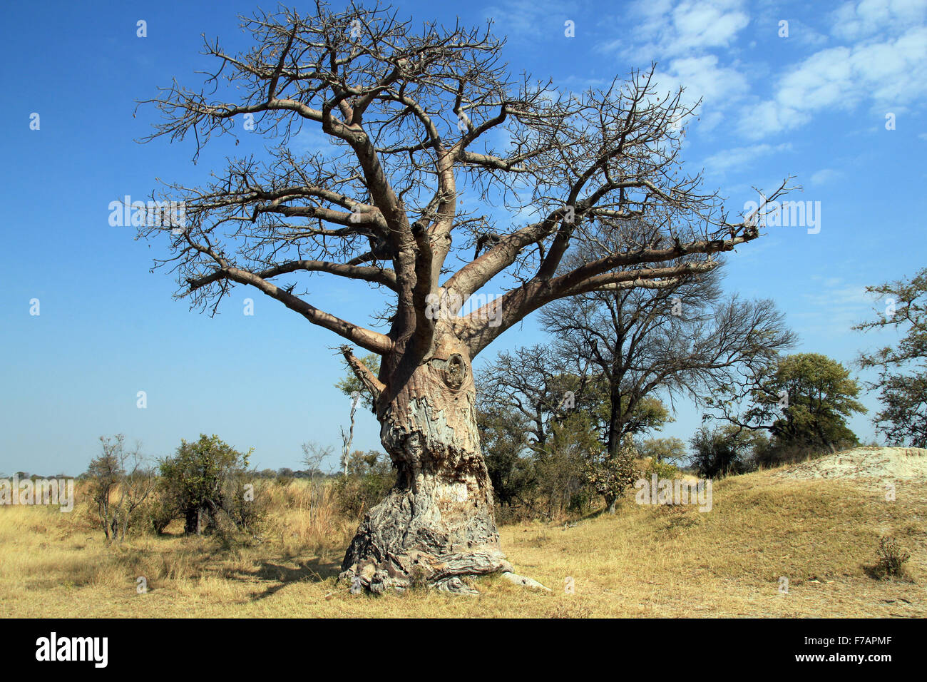 Baobab Tree in Mudumu National Park. Caprivi Strip, Namibia Stock Photo