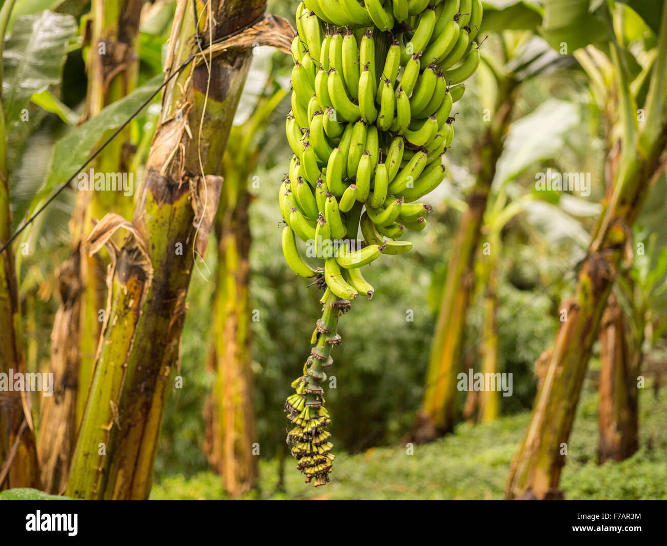 A Banana plant/herb amongst others Stock Photo