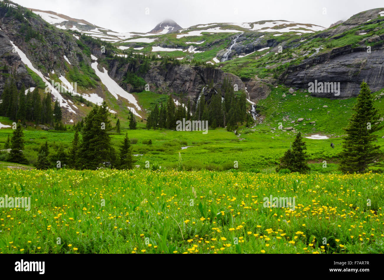 High elevation wildflowers hi-res stock photography and images - Alamy