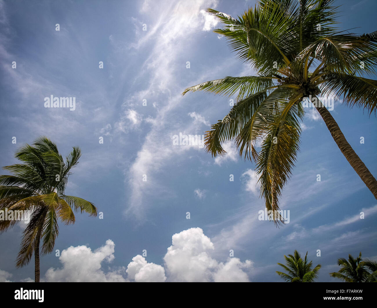 Caribbean palm trees, Dominican Republic Stock Photo Alamy