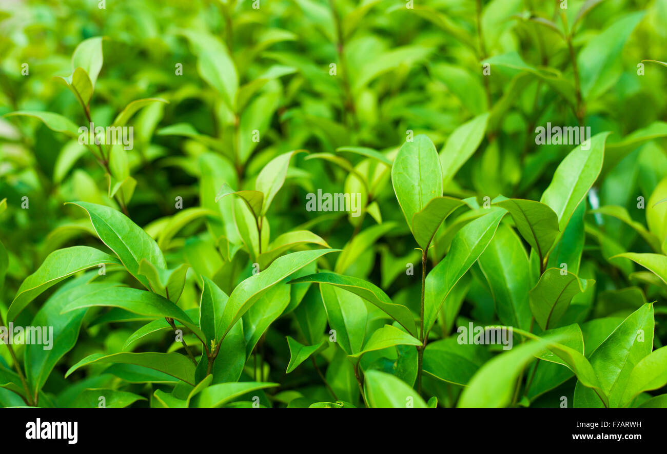 Green Plants Stock Photo