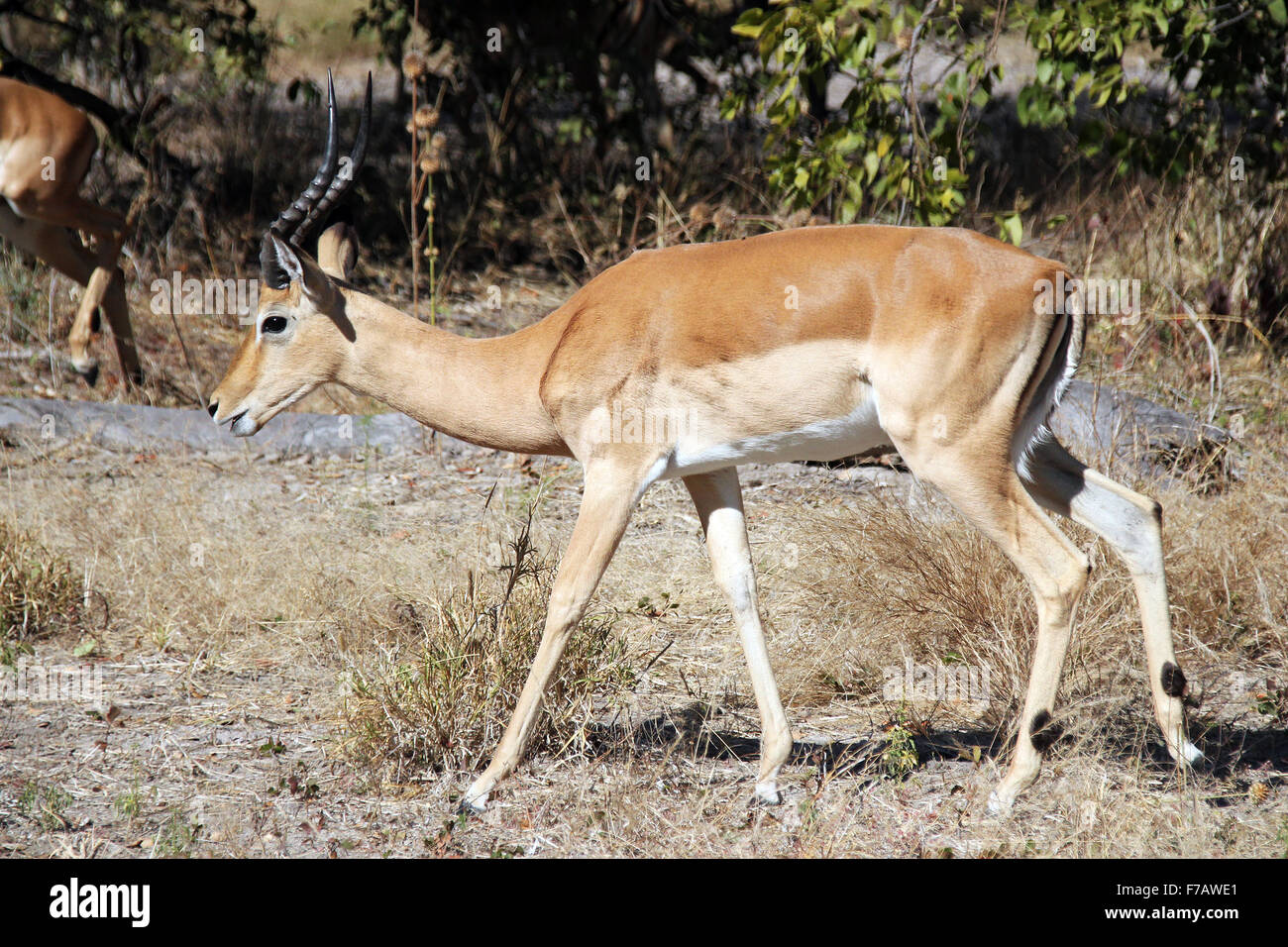 Male Impala. Moremi Game Reserve, Botswana Stock Photo