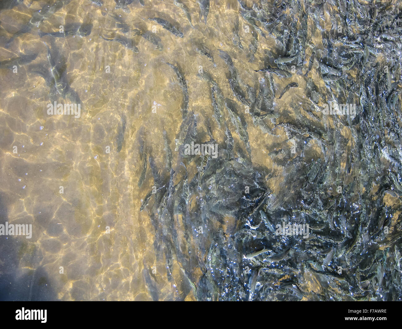 Rainbow trout in the fish farm Stock Photo