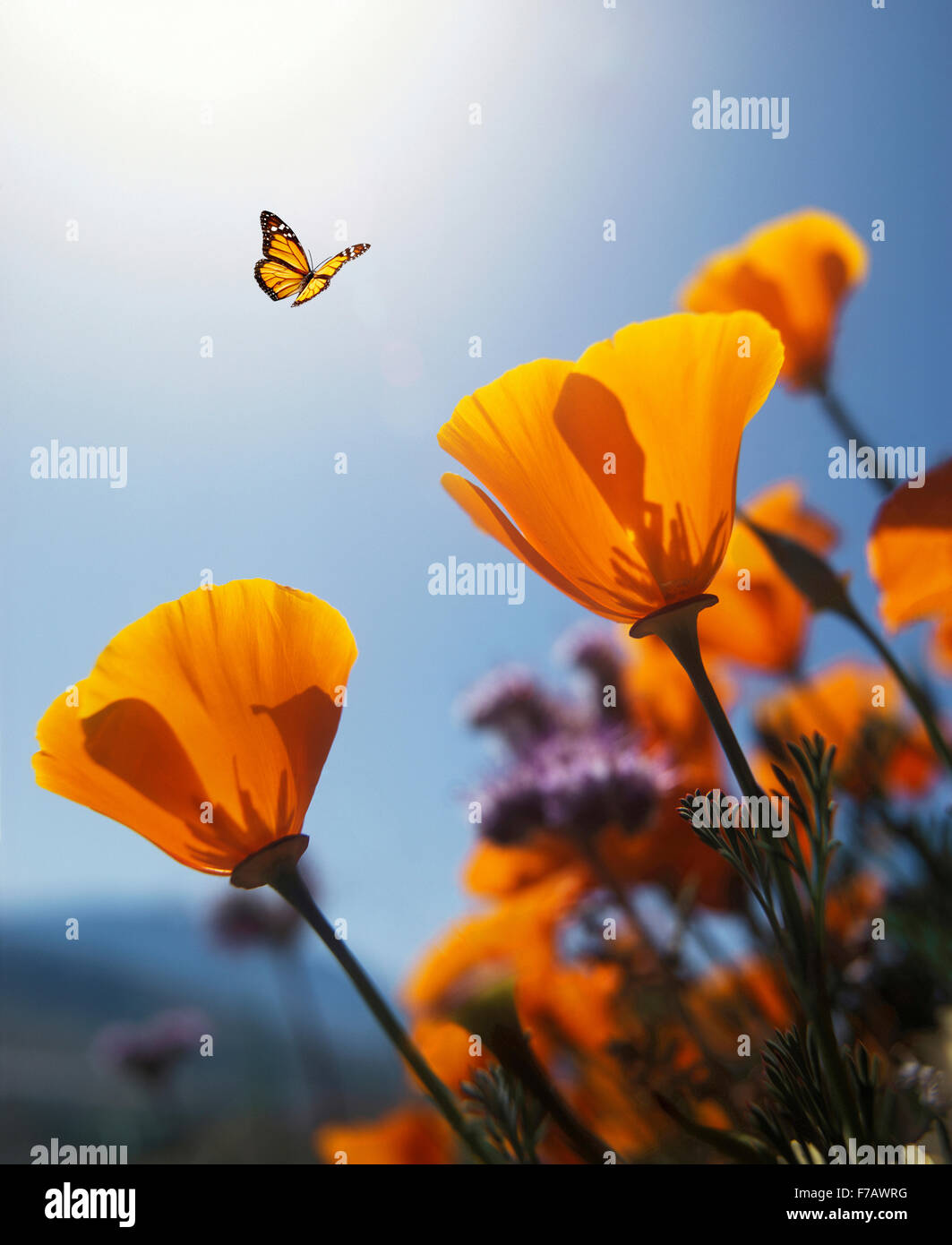 California, Monarch Butterfly with poppy Flower Stock Photo
