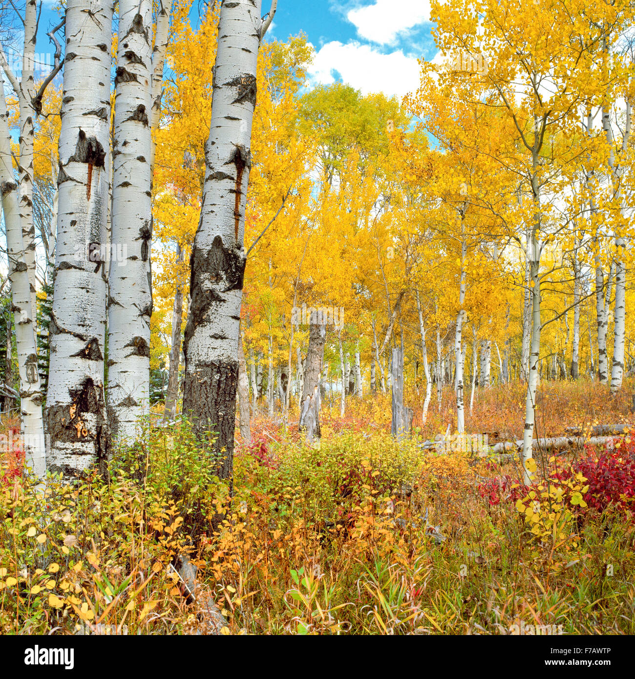 aspen in fall color in the centennial valley near lakeview, montana