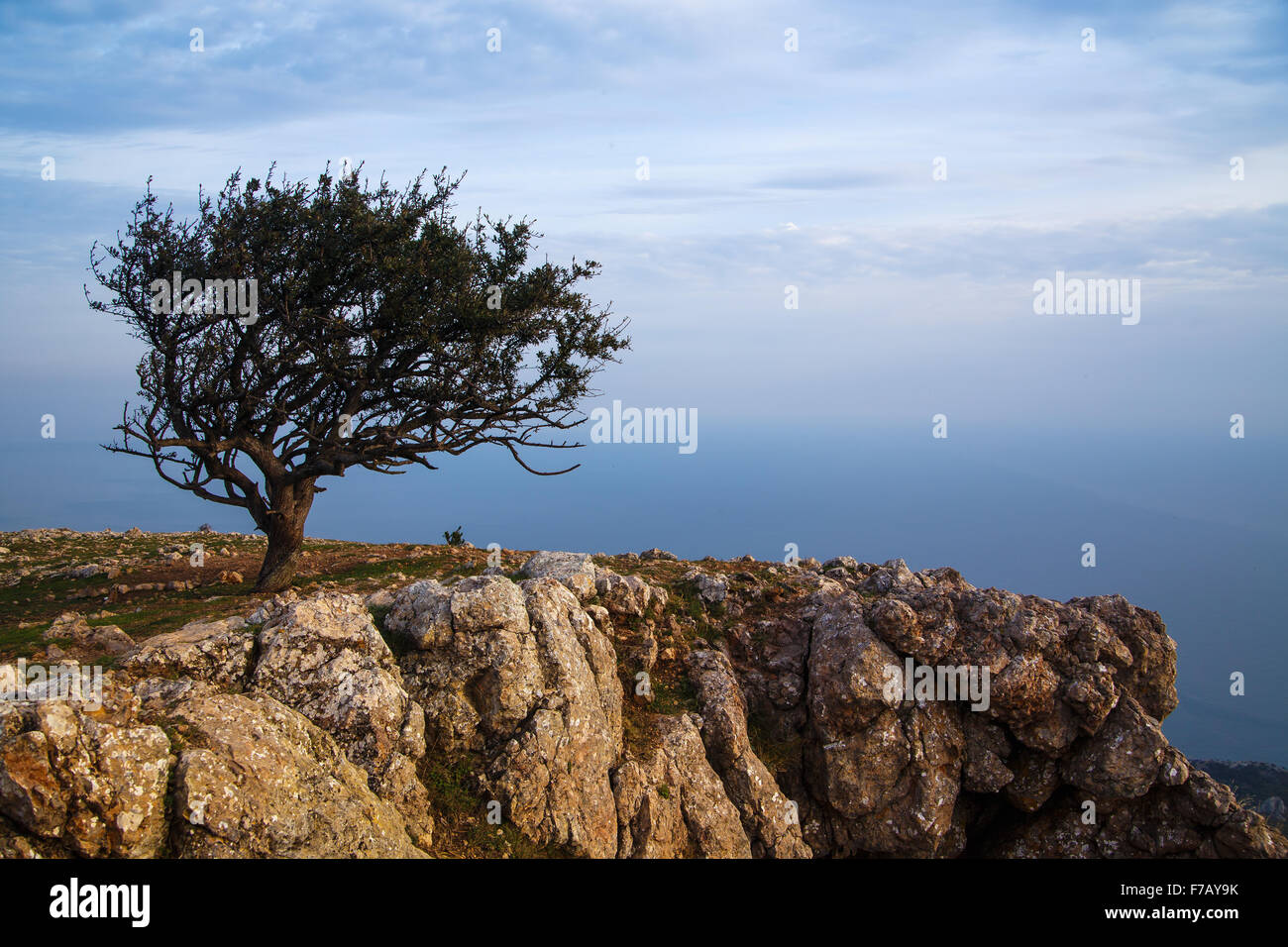 landscape with a lonely pine tree on the background of the sea Stock Photo