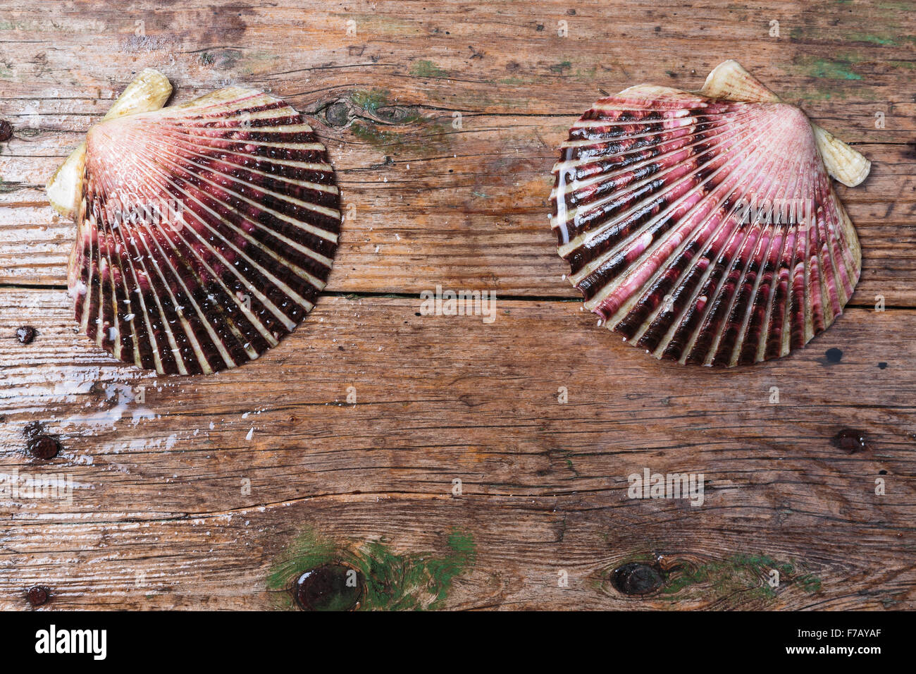 Wet scallop shells with drops on wooden background Stock Photo