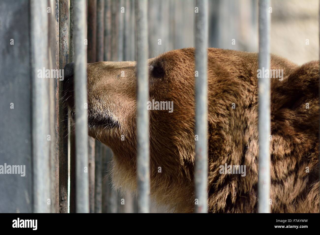 European brown bear in cage at Baku zoo. BAKU, AZERBAIJAN - 9 APRIL 2014 Stock Photo