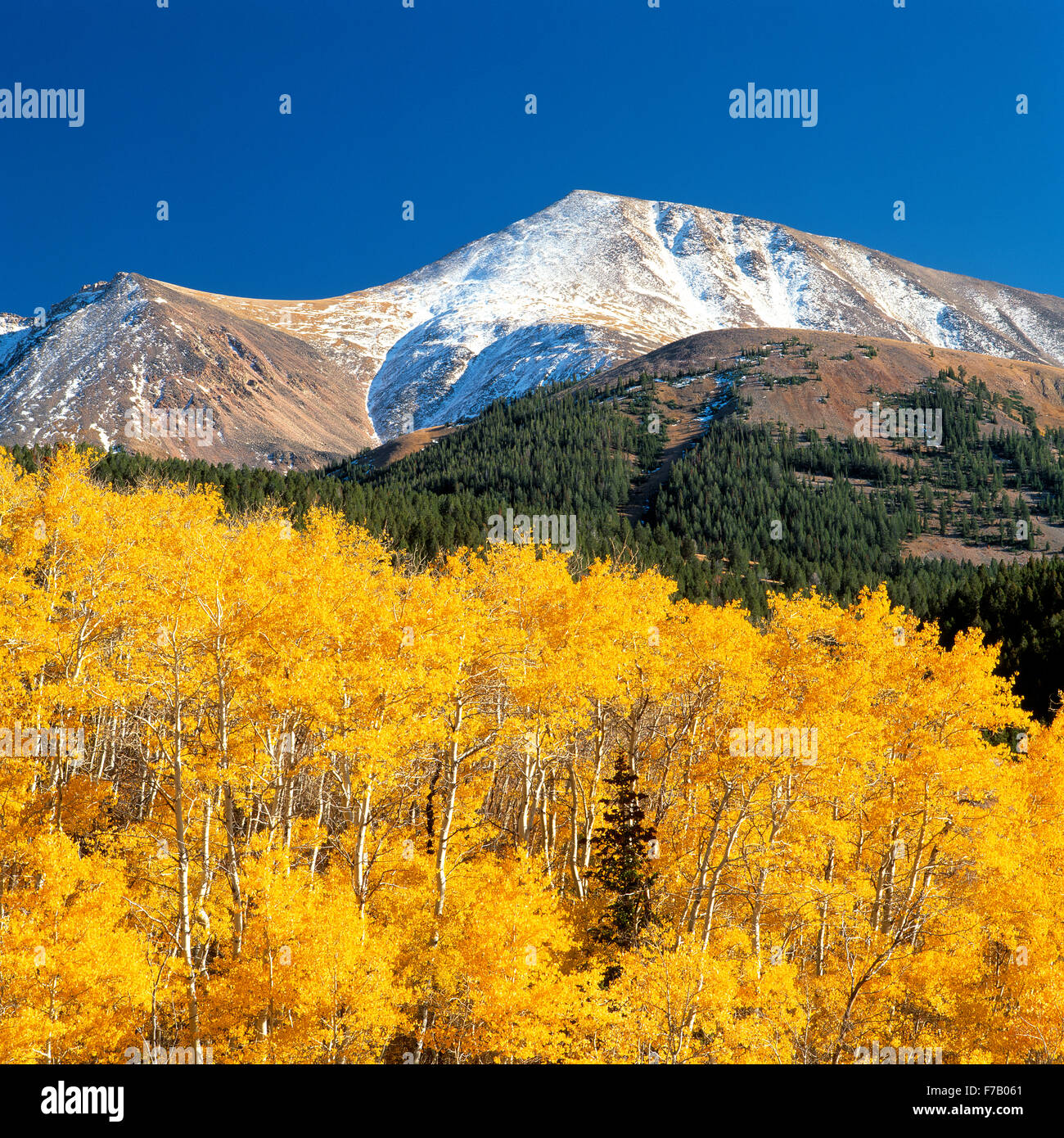 aspen in fall color below the lima peaks near lima, montana Stock Photo