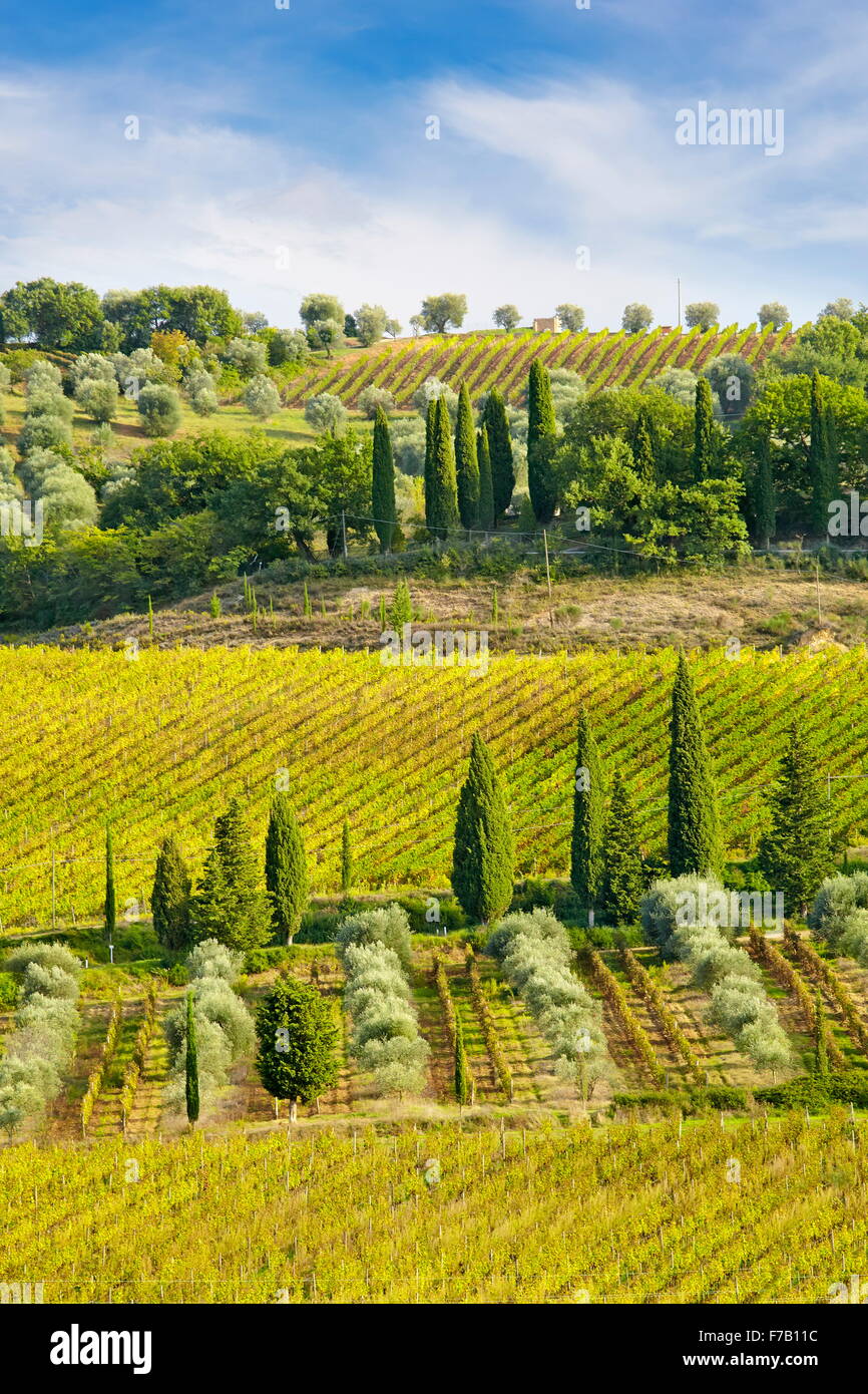 Wineyard landscape, Tuscany Italy Stock Photo