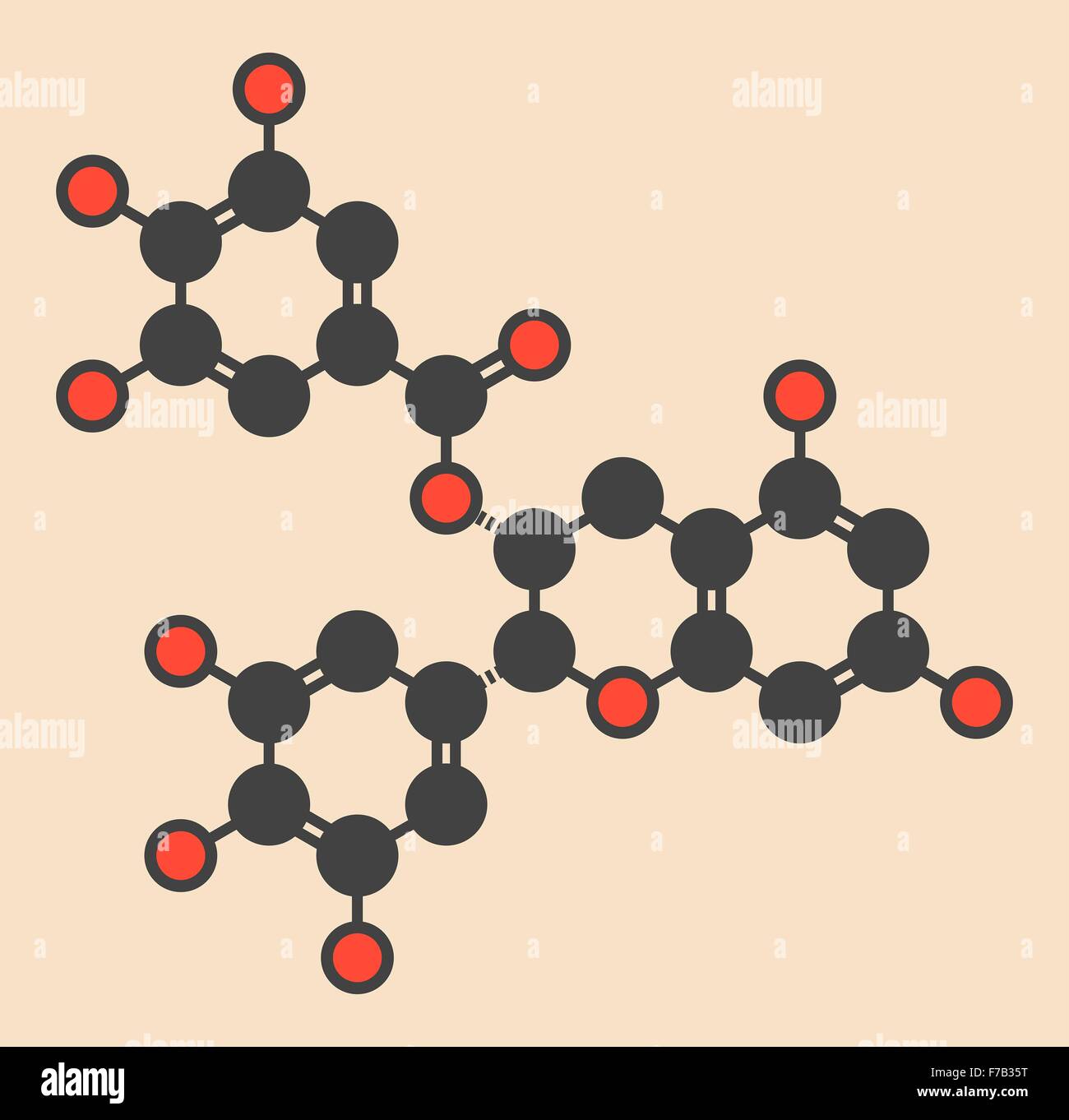 Epigallocatechin gallate (EGCG) green tea polyphenol molecule. Has