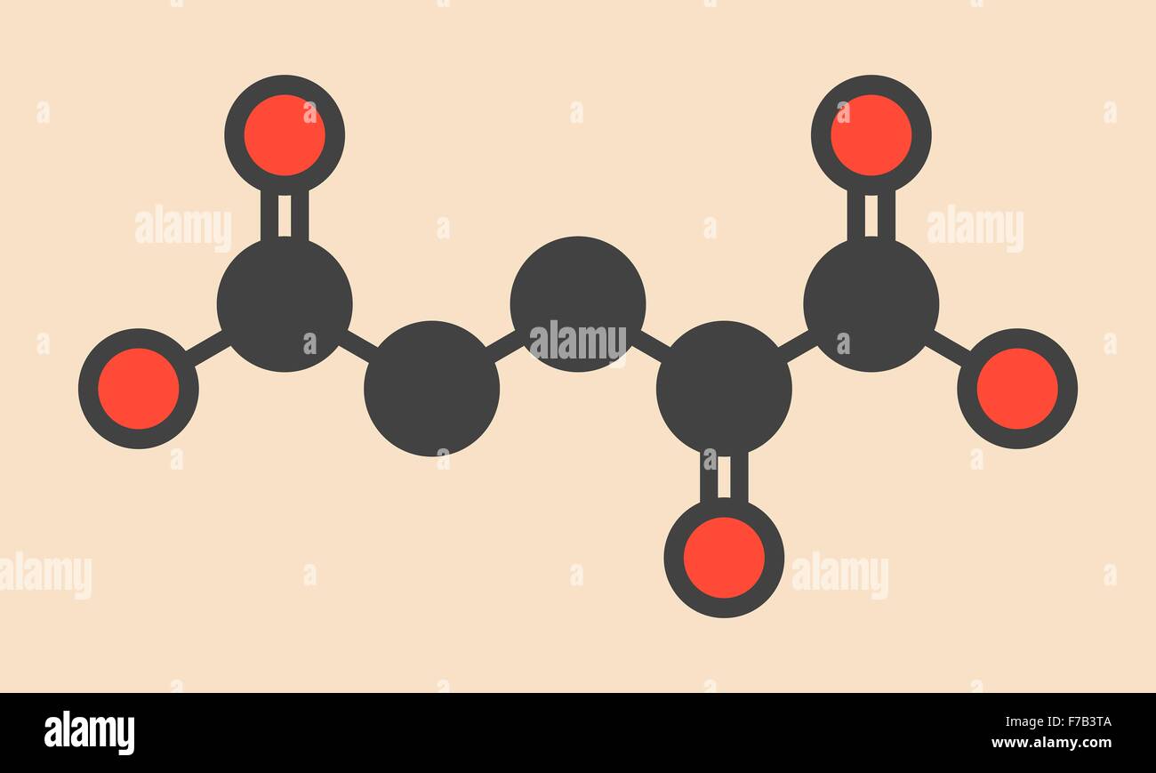 Alpha-ketoglutaric acid (ketoglutarate, oxo-glutarate). Intermediate ...
