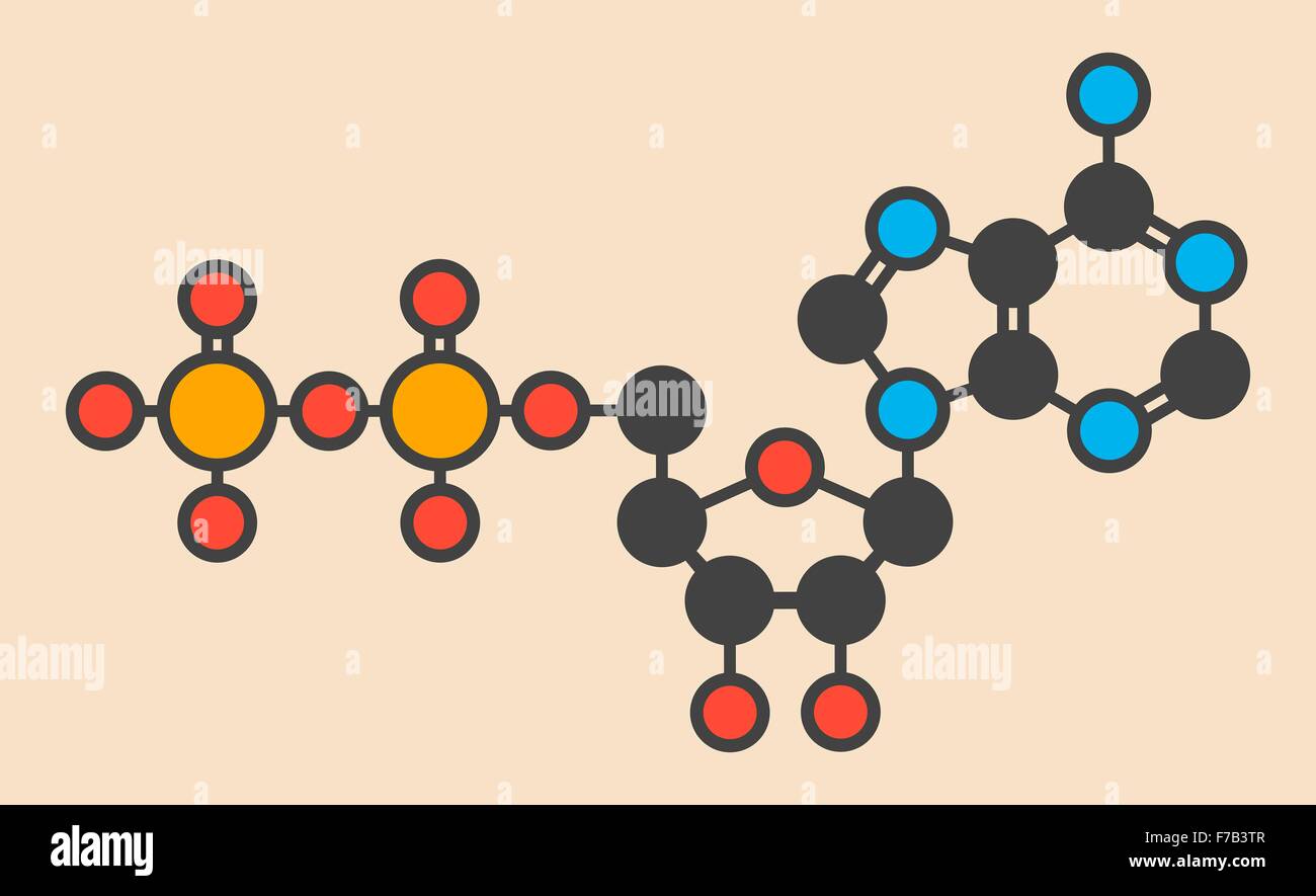 Adenosine diphosphate (ADP) molecule. Plays essential role in energy use and storage in the cell ...