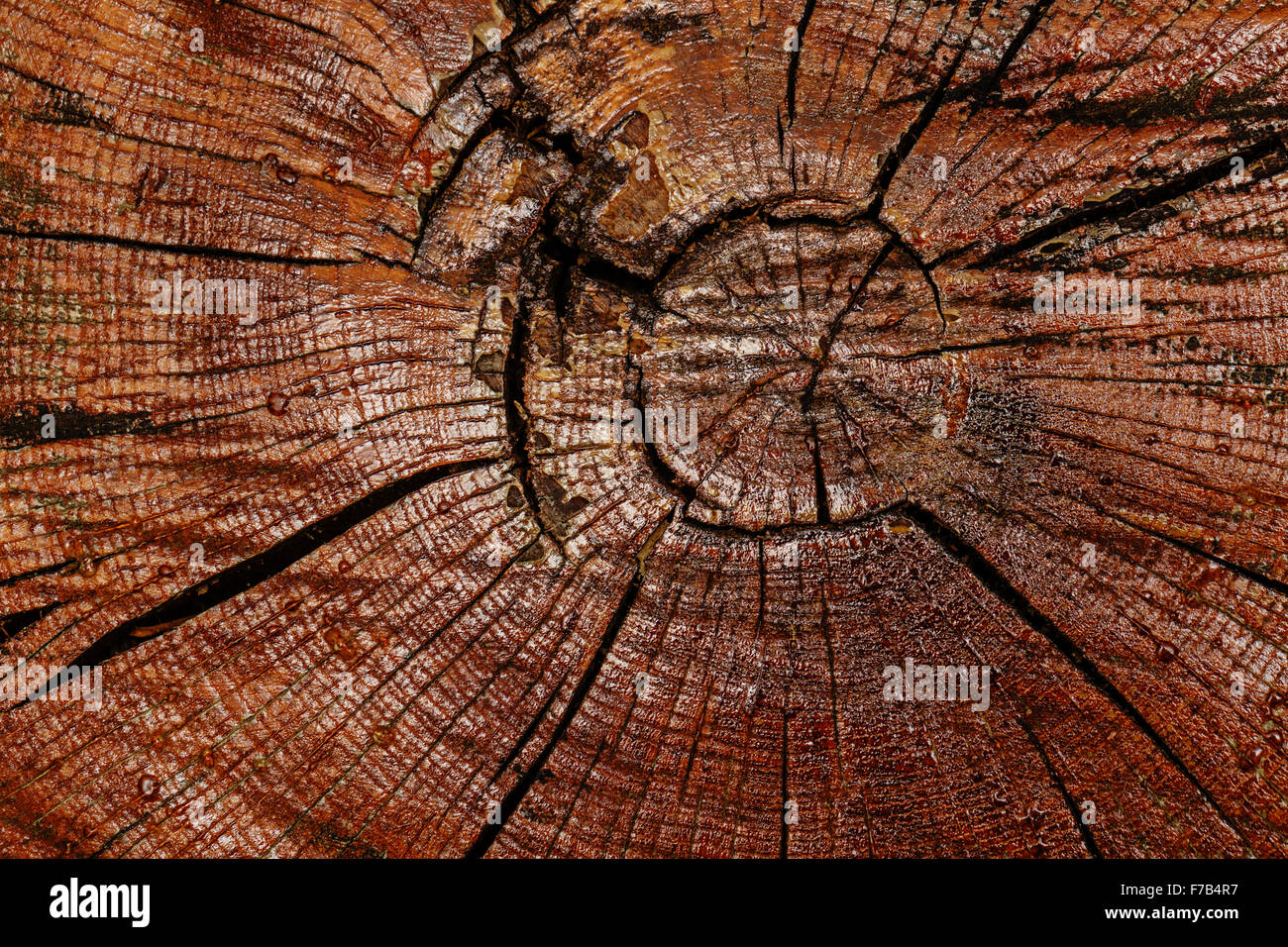 Annual rings on the saw cut of a tree trunk background. Grungy texture ...