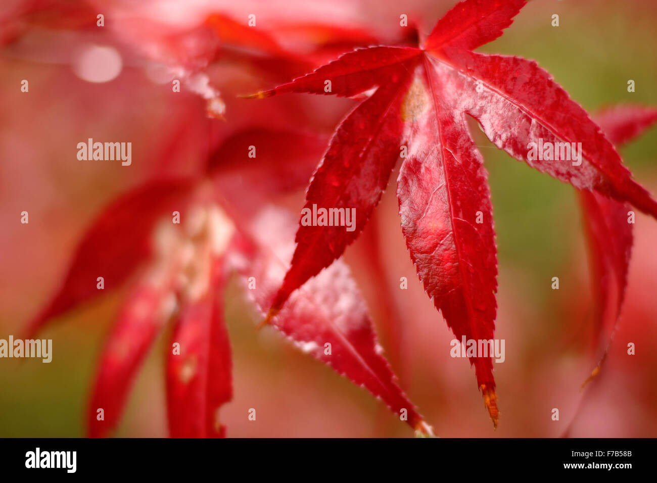 Close-up of deep red Japanese Maple leaf - Acer palmatum Stock Photo