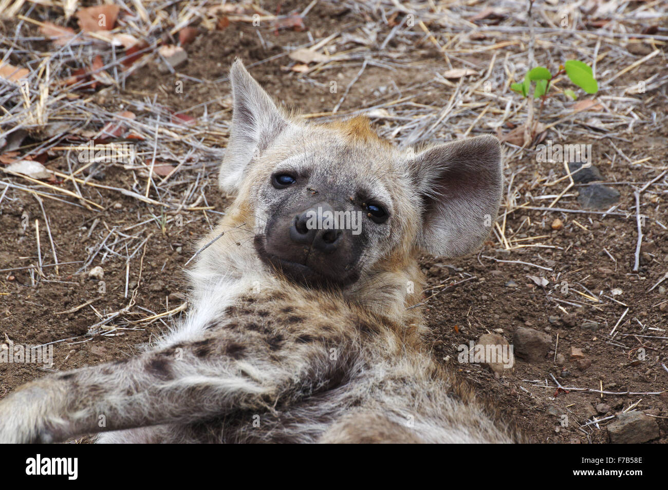 african pitbull hyena