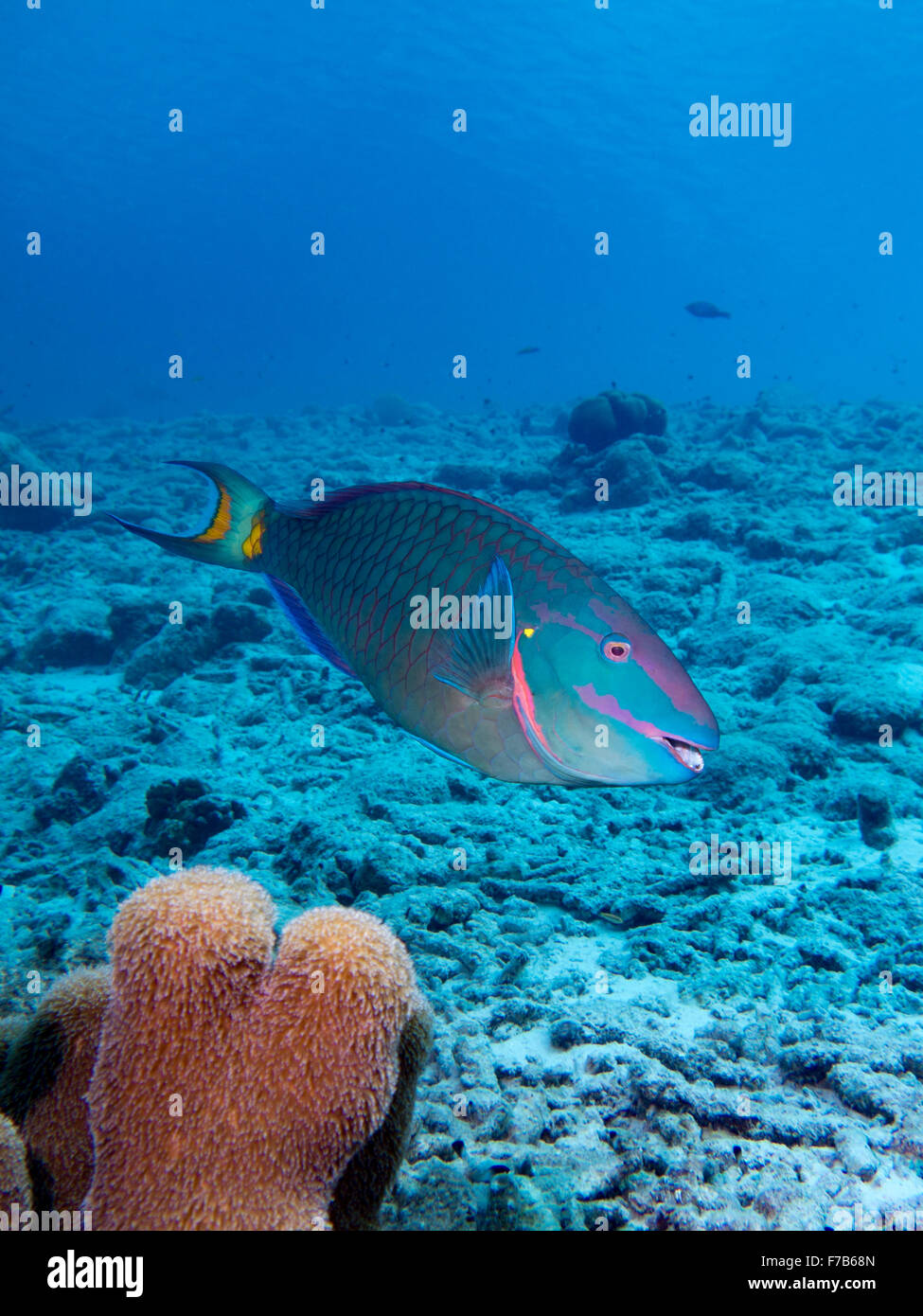 A Stoplight Parrotfish in the tropical waters of Bonaire in the Caribbean Stock Photo