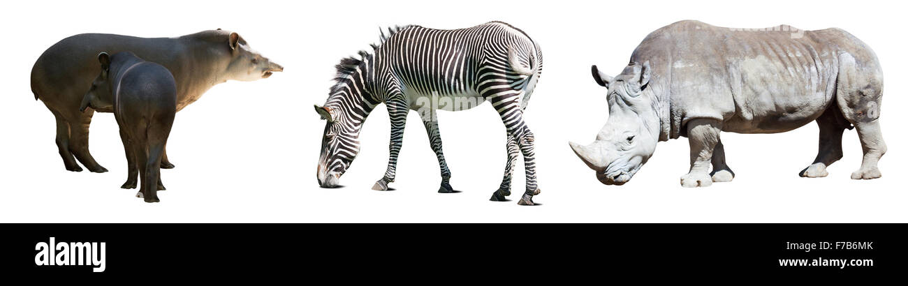 Set of Odd-toed ungulate animals. Isolated over white background Stock Photo