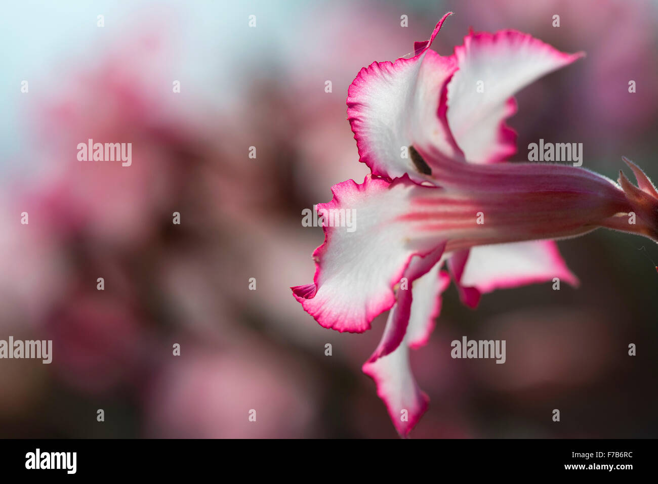 White adenium hi-res stock photography and images - Alamy
