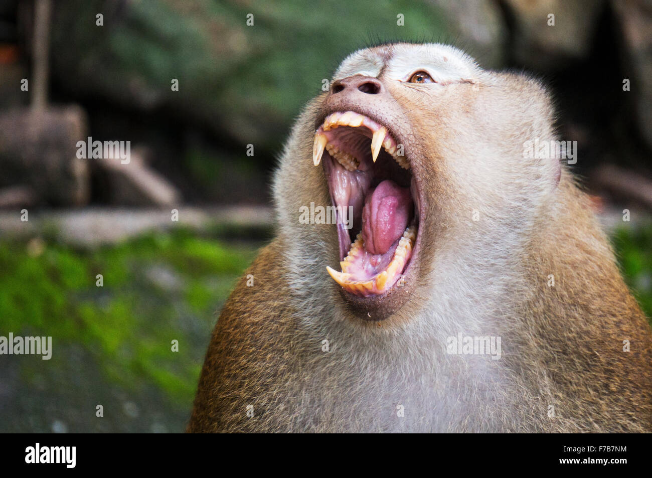 Monkey roar for fight, it try to drive other monkey away, because some ...