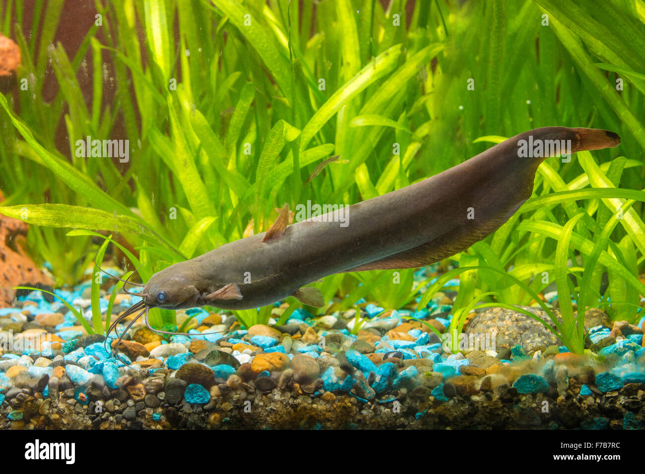 View Stinging catfish at the bottom of a freshwater aquarium in your home Stock Photo