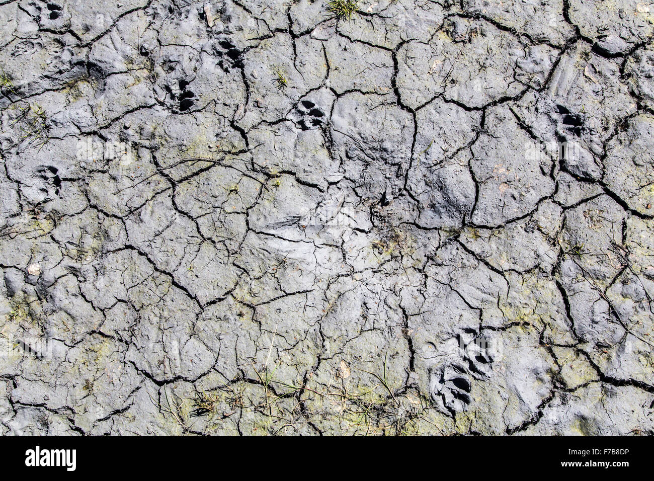 Dry soil with cracks, drought, dryness, Stock Photo