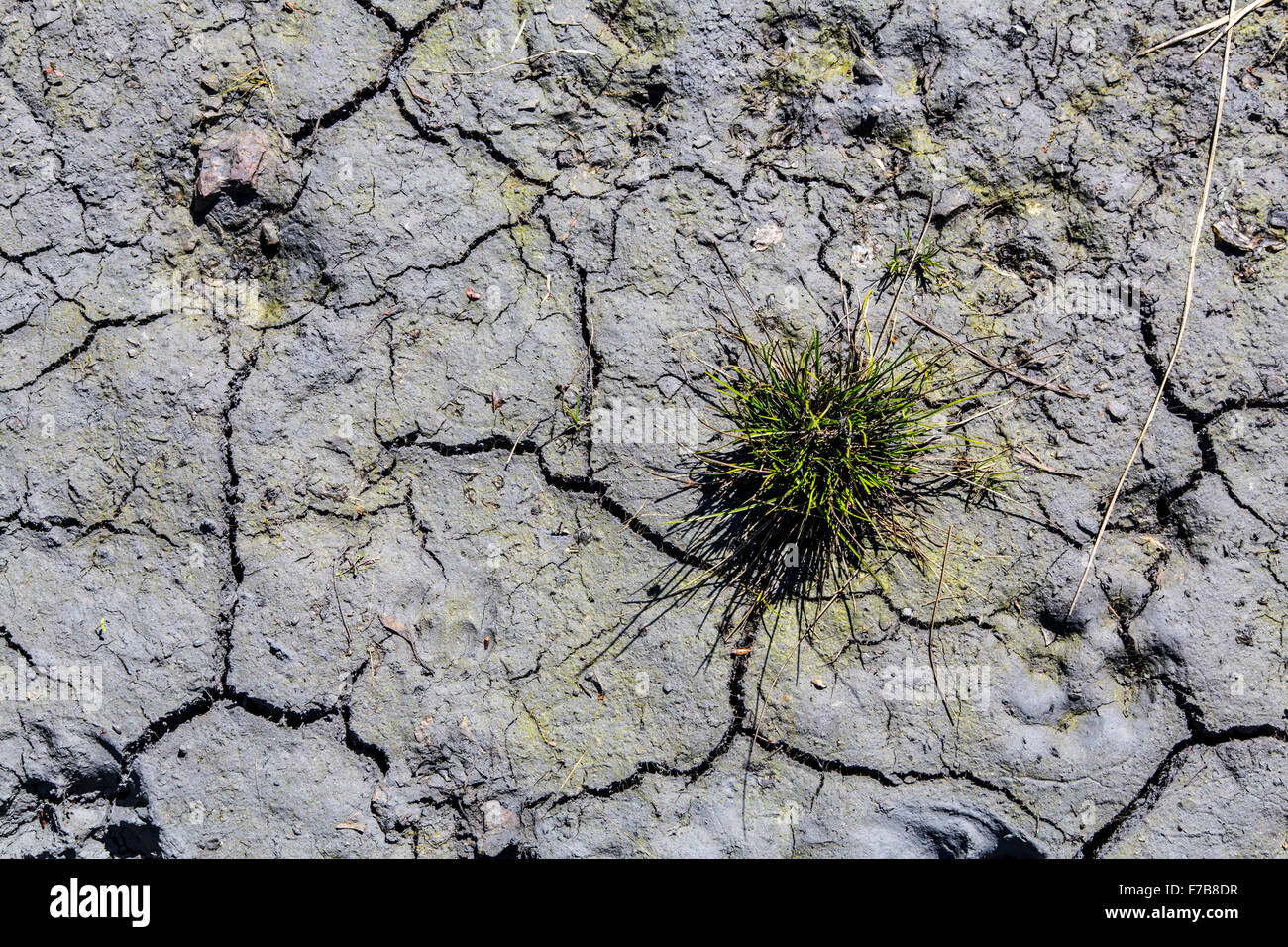 Dry soil with cracks, drought, dryness, green plant survives, Stock Photo