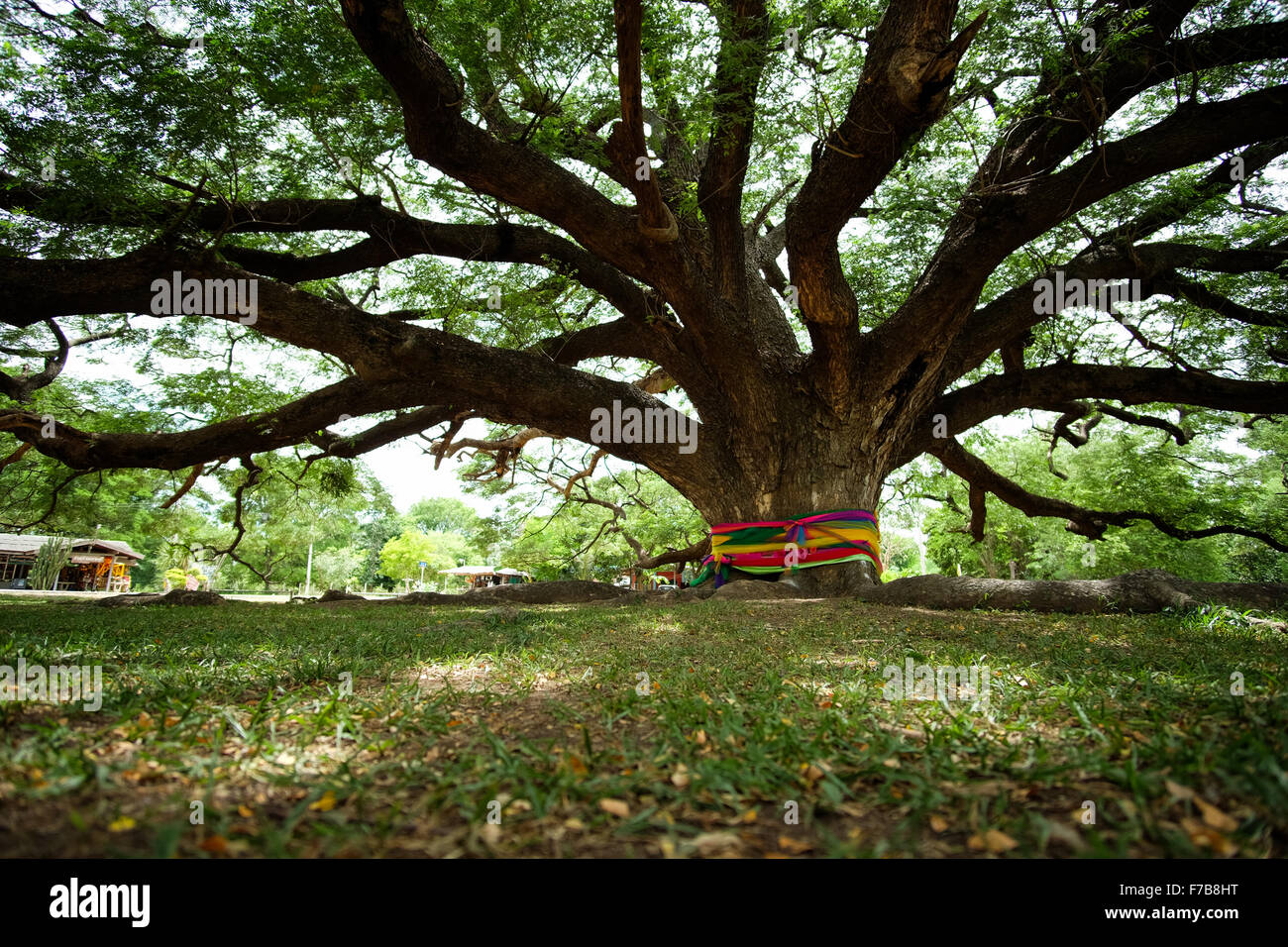 Giant Monkeypod Tree stands firm in Kanchanaburi, Thailand Stock