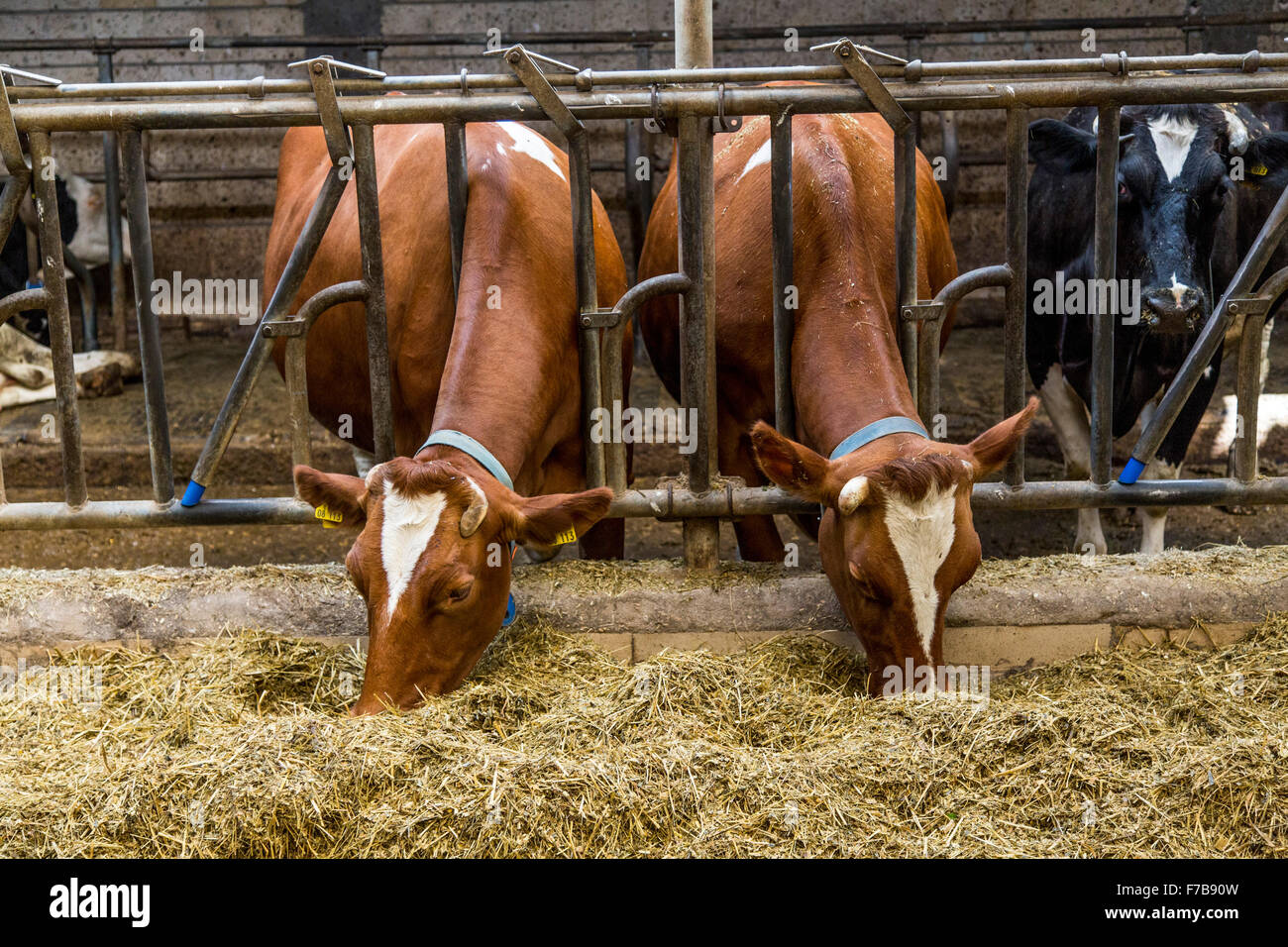 Calves in a stall, eat silage Stock Photo Alamy