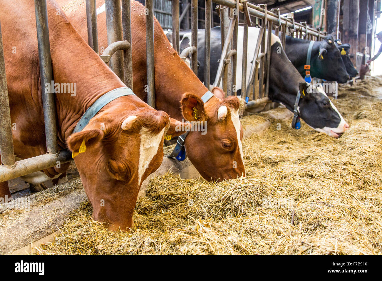 Calves in a stall, eat silage, Stock Photo