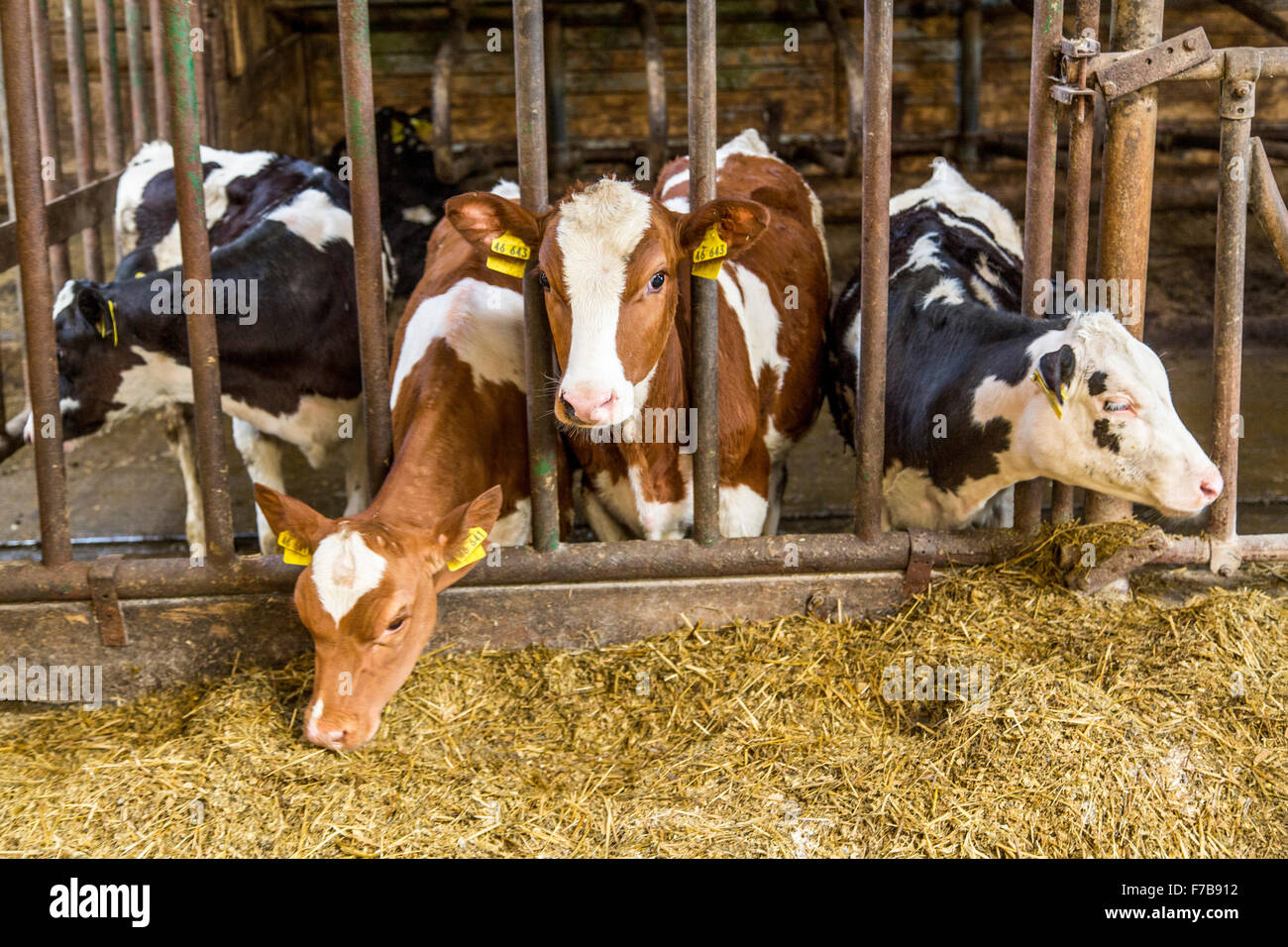 Calves in a stall, eat silage, Stock Photo
