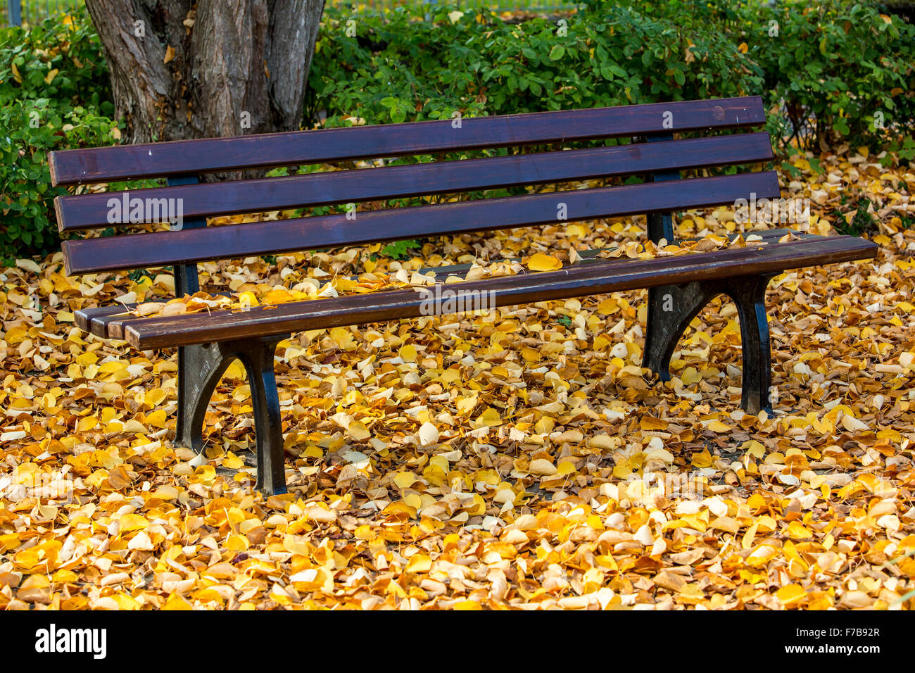 Park bench, covered with yellow fall foliage, in a park Stock Photo - Alamy
