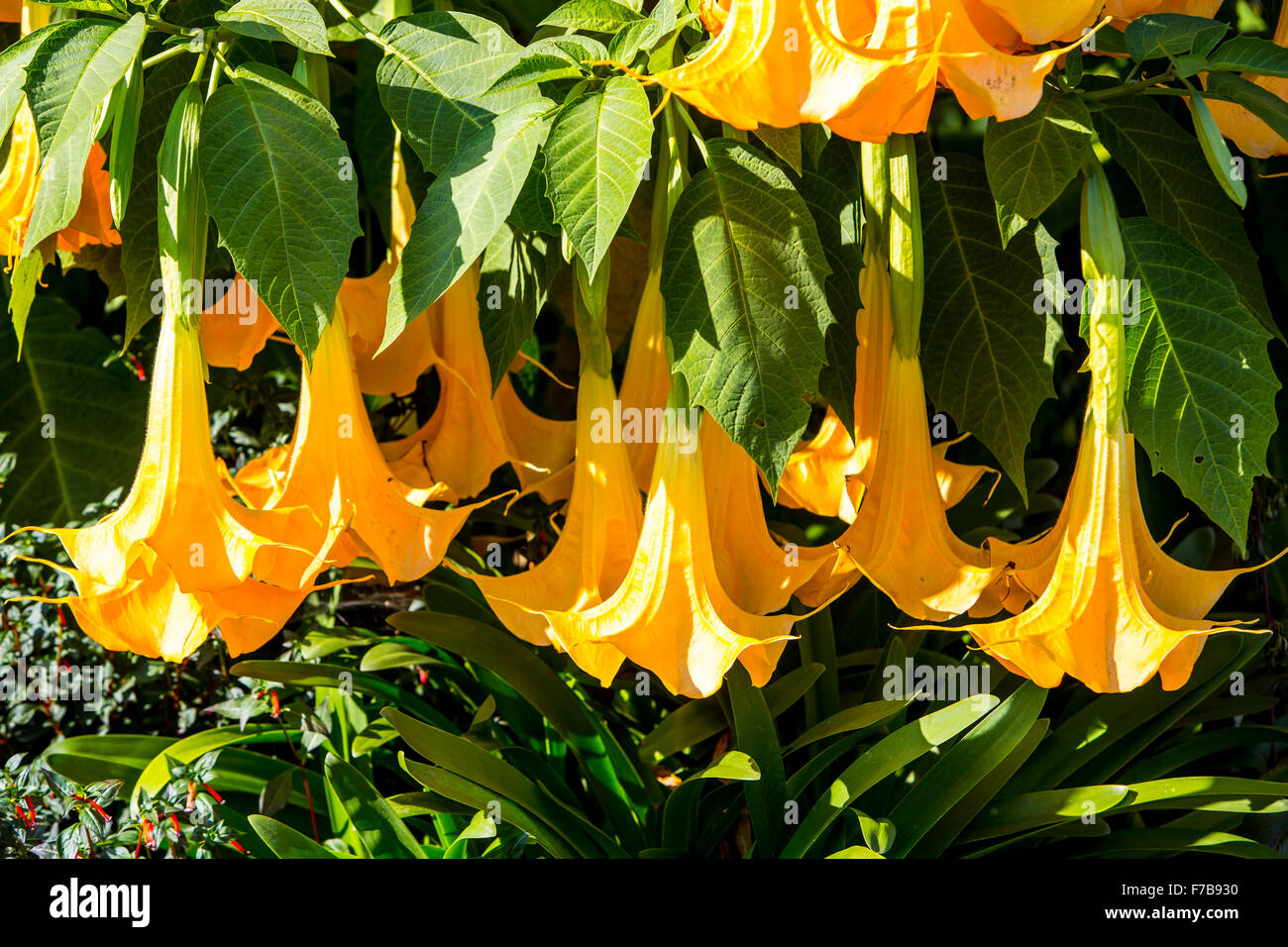 Angels trumpet plant hires stock photography and images Alamy