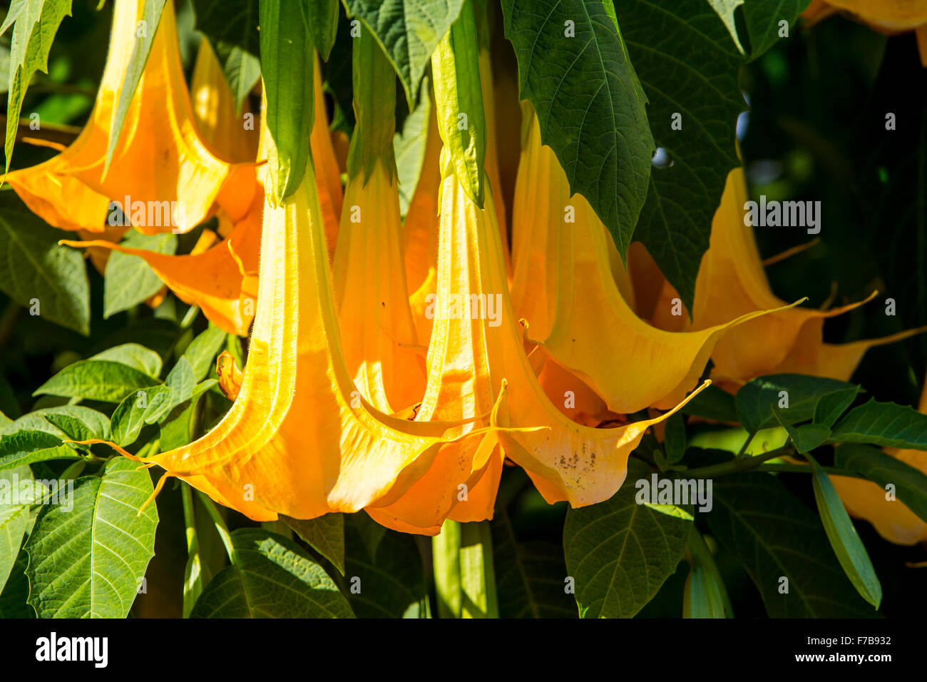Blooms of Angel's Trumpets, a solanaceous plant, Datura aurea, 'Gold