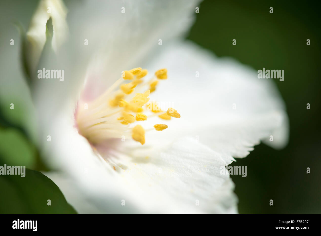 Close up of a single white Philadelphus (mock orange) flower with yellow stamens. Stock Photo