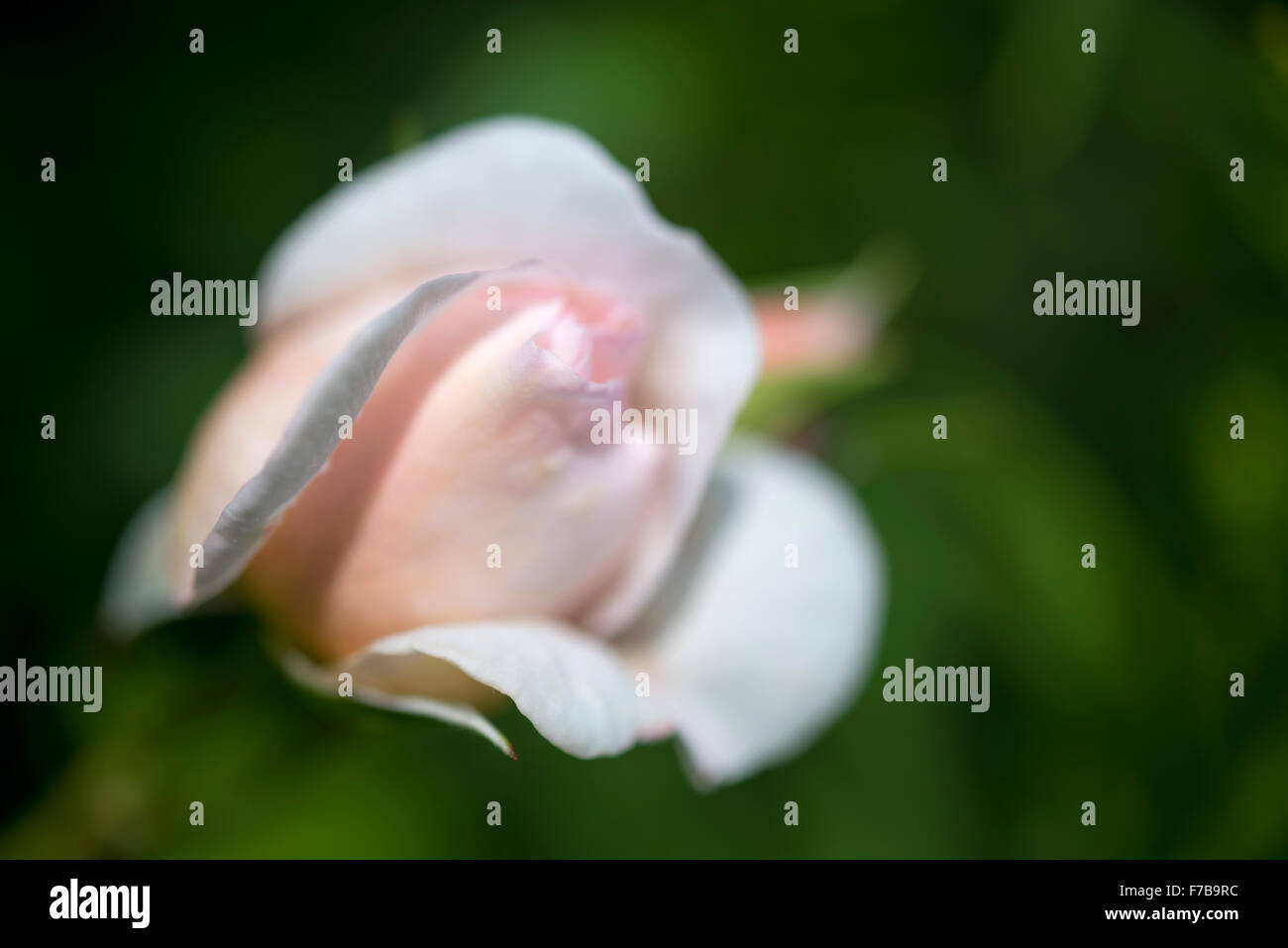 Unfurl Roses Soft pink rose unfurling with background of blurry green Stock Photo ...