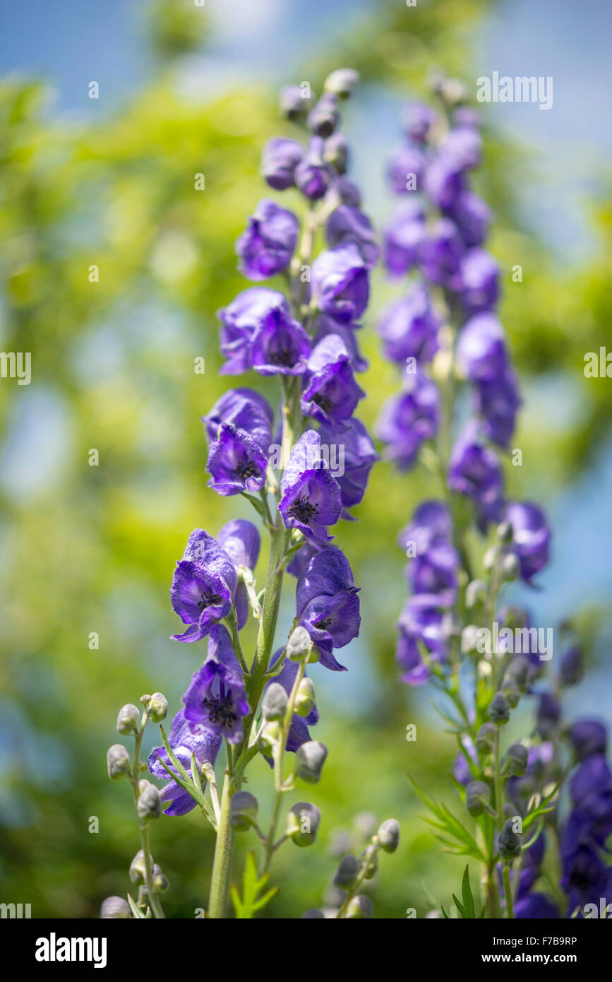 A deep purple Aconitum flowering in an English country garden. View looking up into a stem full of hooded flowers. Stock Photo