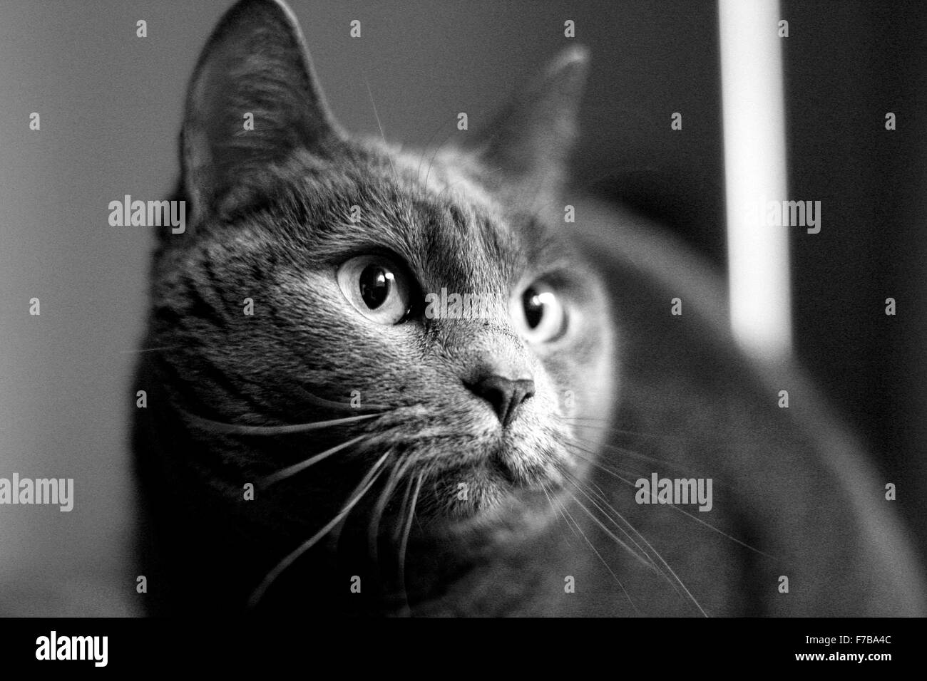 Female Carthusian Cat Stock Photo
